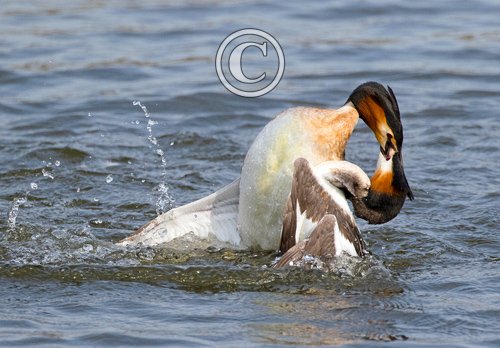   Great Crested Grebs Fighting DM1712